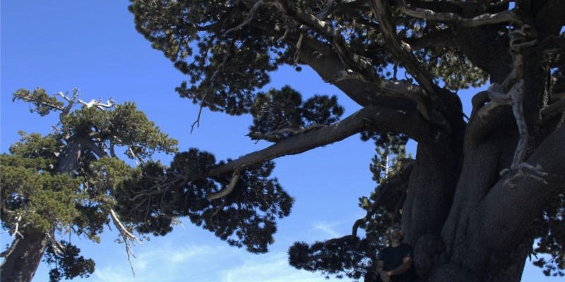 img-contatti-arboreto